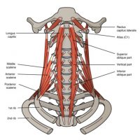 Nové techniky fyzioterapie k ovlivnění postury-stability těla, krku a hlavy